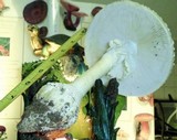 Amanita cokeri image