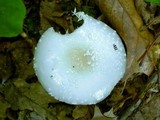 Amanita multisquamosa image