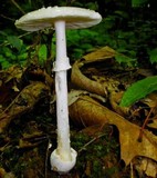 Amanita multisquamosa image