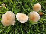 Marasmius oreades image