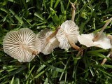 Marasmius oreades image