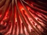 Gymnopus iocephalus image