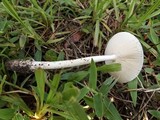 Amanita sect. Vaginatae image