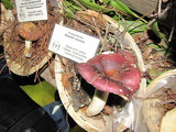 Russula cessans image