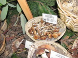 Psathyrella piluliformis image