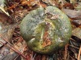 Lactarius atroviridis image