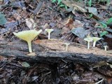 Chrysomphalina strombodes image
