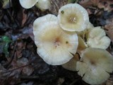 Chrysomphalina strombodes image
