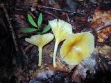 Chrysomphalina strombodes image