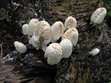 Coprinopsis variegata image