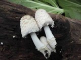 Coprinopsis variegata image