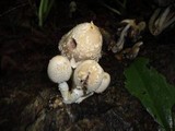 Coprinopsis variegata image