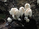 Coprinopsis variegata image
