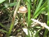 Panaeolus subbalteatus image