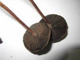 Panaeolus subbalteatus image