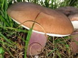 Tylopilus plumbeoviolaceus image