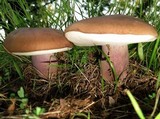 Tylopilus plumbeoviolaceus image