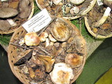 Agaricus albolutescens image