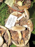 Agaricus californicus image