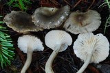 Clitocybe trulliformis image
