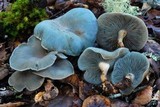 Clitocybe odora image