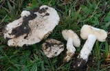 Amanita pruittii image