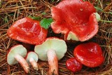 Russula sanguinaria image