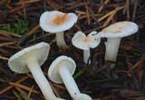 Hygrophorus pusillus image