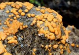Sphaerosporium lignatile image