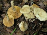 Lactarius subplinthogalus image