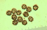 Lactarius subplinthogalus image