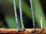 Tetrapyrgos nigripes image