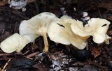 Clitocybe phaeophthalma image