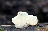 Ductifera pululahuana image