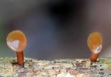 Dacryopinax elegans image
