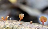Dacryopinax elegans image