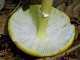 Amanita elongata image