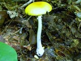 Amanita elongata image