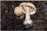 Amanita roseitincta image