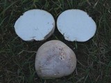 Calvatia pachyderma image