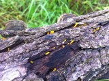Dacryopinax spathularia image