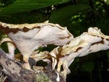 Antrodiella versicutis image