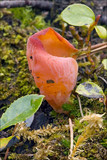 Guepinia helvelloides image