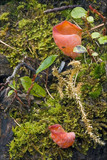 Guepinia helvelloides image
