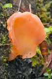Guepinia helvelloides image