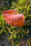 Guepinia helvelloides image