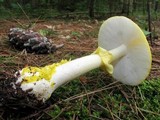 Amanita elongata image