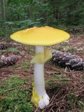 Amanita elongata image