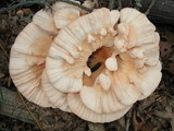 Laetiporus cincinnatus image