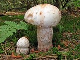 Amanita rubescens var. rubescens image